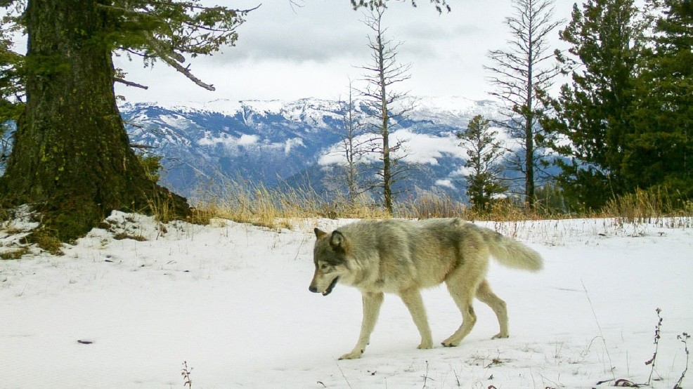 Protect Oregon Wolves