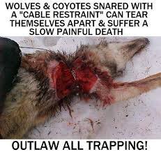 Outlaw Trapping due to Cruelty