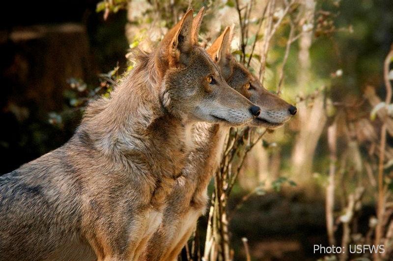 Restore Red Wolves
