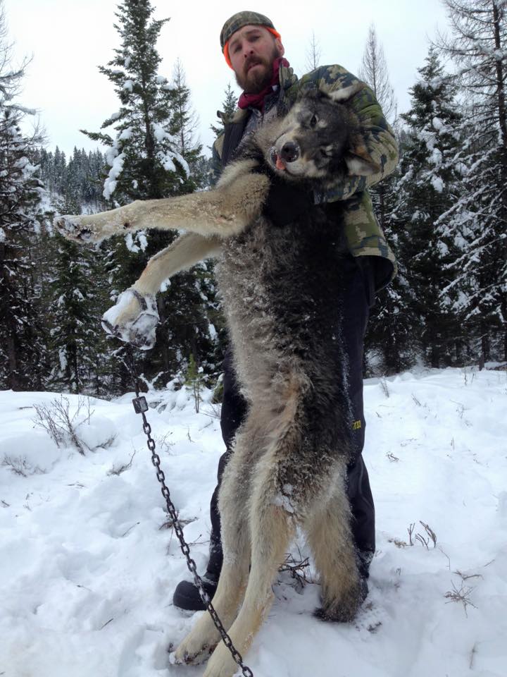 Montana Trappers need shut down - Protect The Wolves™