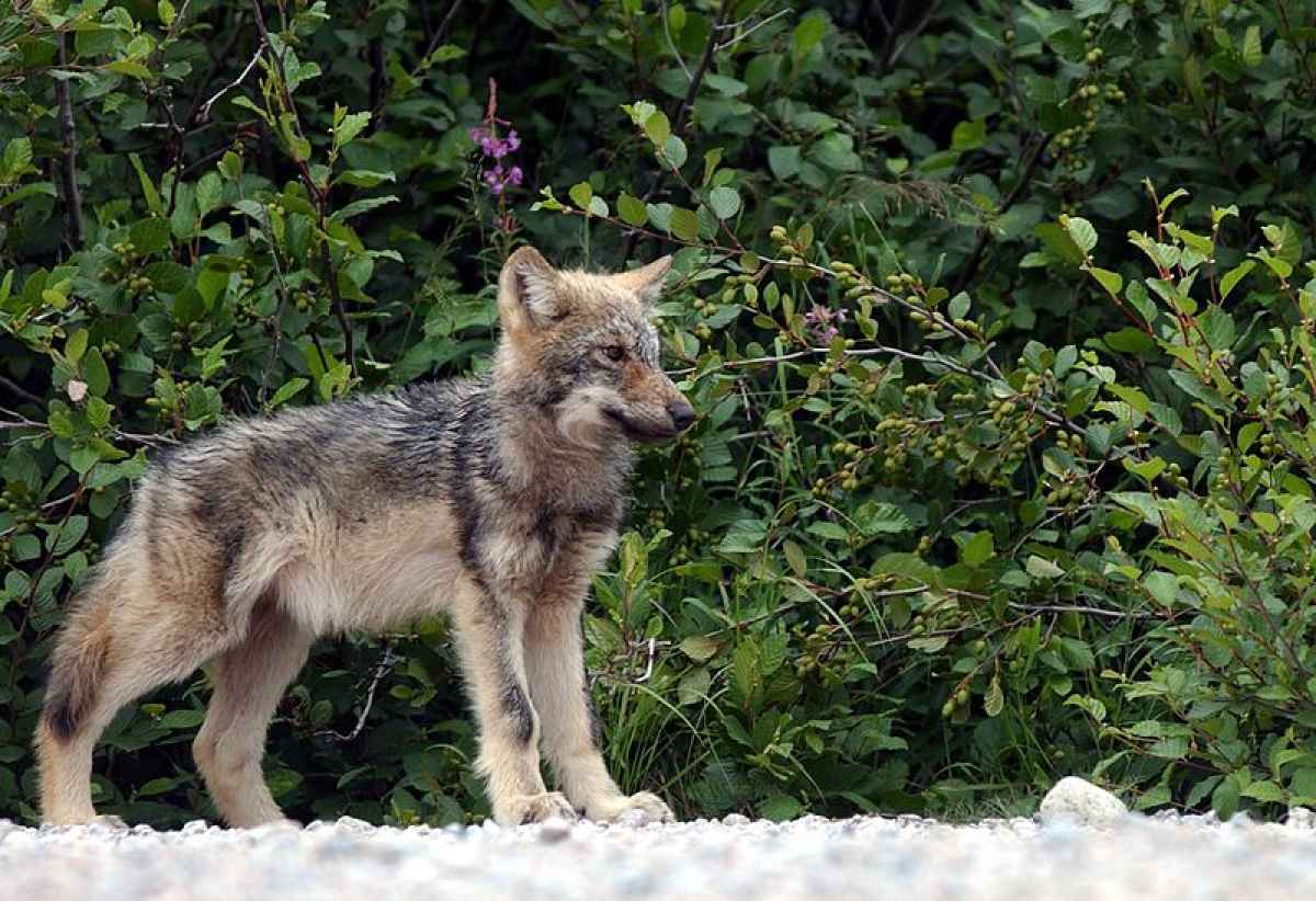 Protect The Wolves
