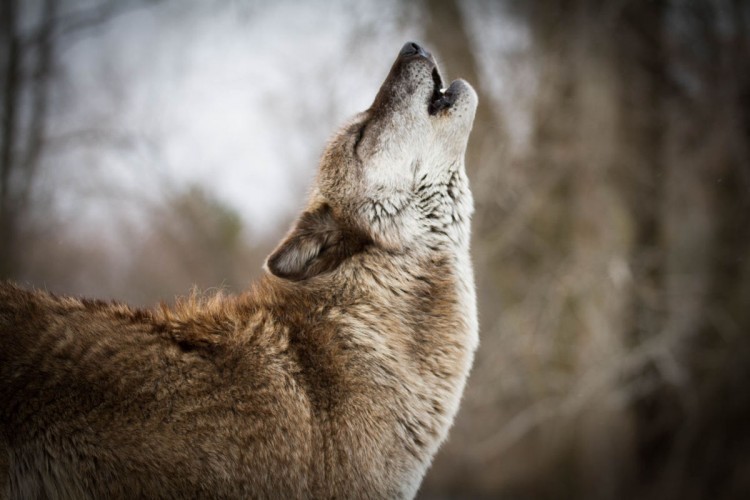Prohibit wolf hunting