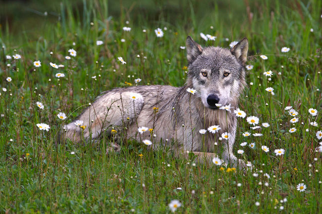 Vote no for Ontario wolf regulations