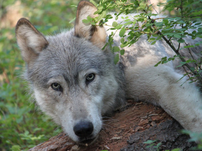 Speak up for Wolves in Oregon