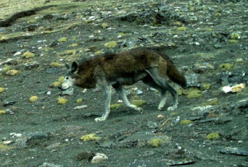 The Himalayan wolf