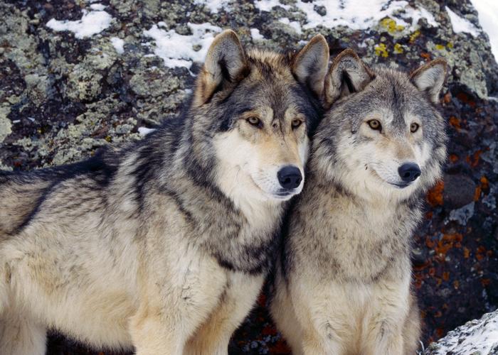 Wyoming wolves need our help now