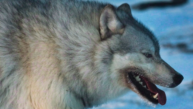 Stop killing wolves in BC