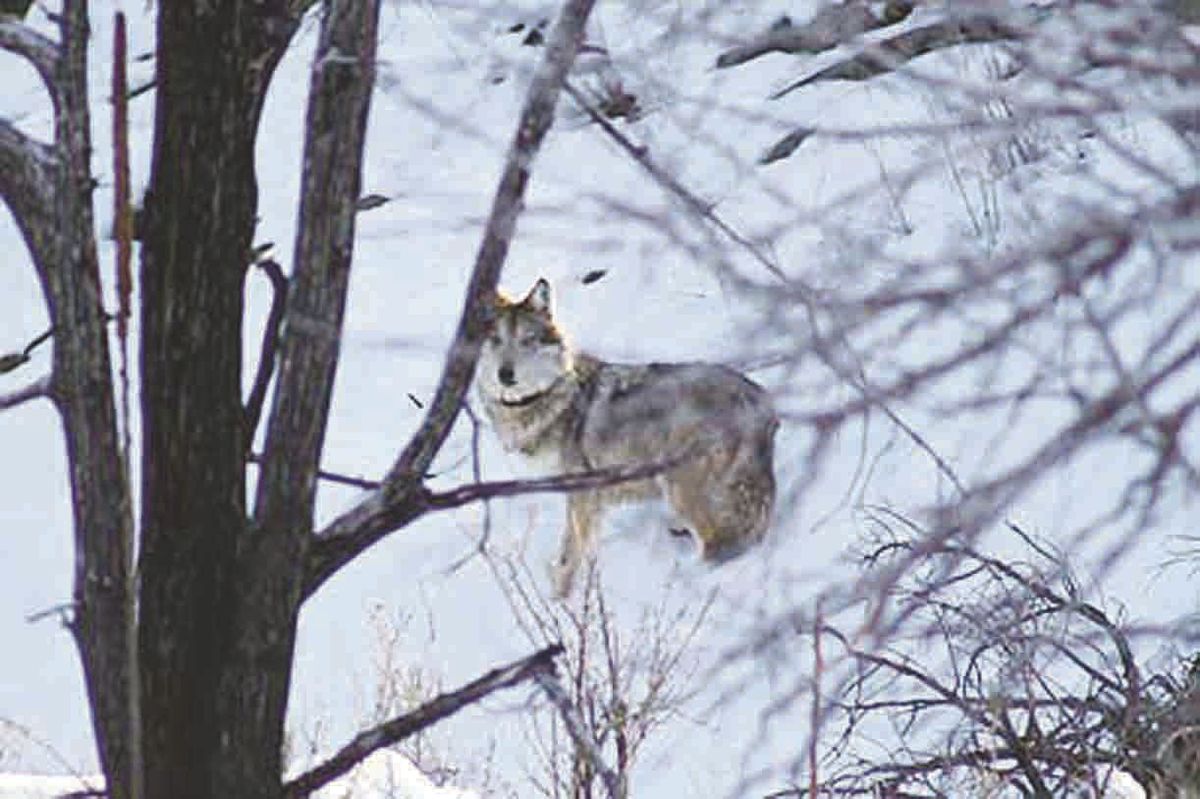 Protect Mexican Wolves