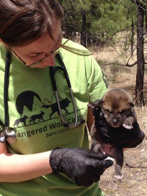 Protect Mexican gray wolves