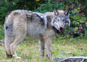 New Gray Wolf Roaming in Northern California