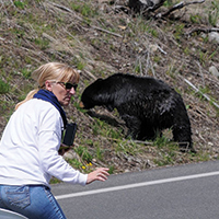 Woman to close to Black bear and cubs