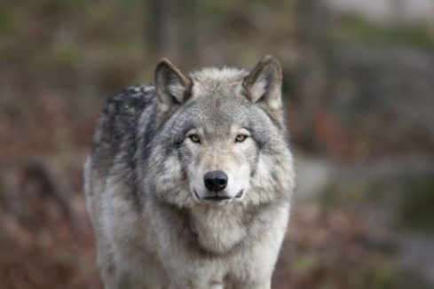 Alaska Wolves
