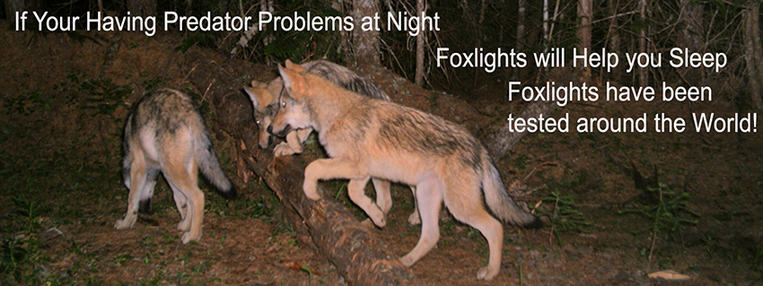 Foxlights work for Wolves In Europe