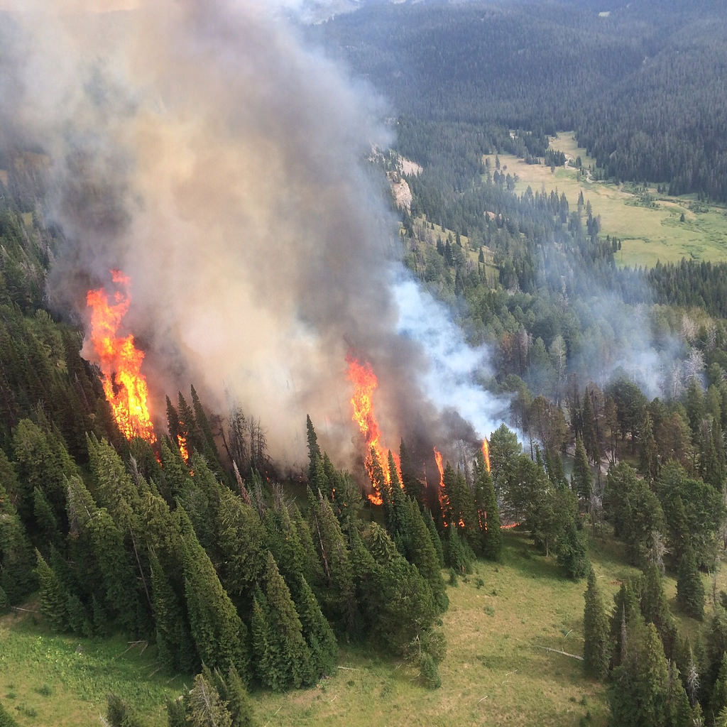 Wildfire In Yellowstone National Park Grows To 500 Acres Protect The Wolves™
