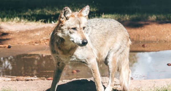 County signs Resolution to Protect Wolves