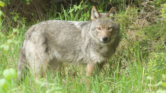 Algonquin wolves Protected