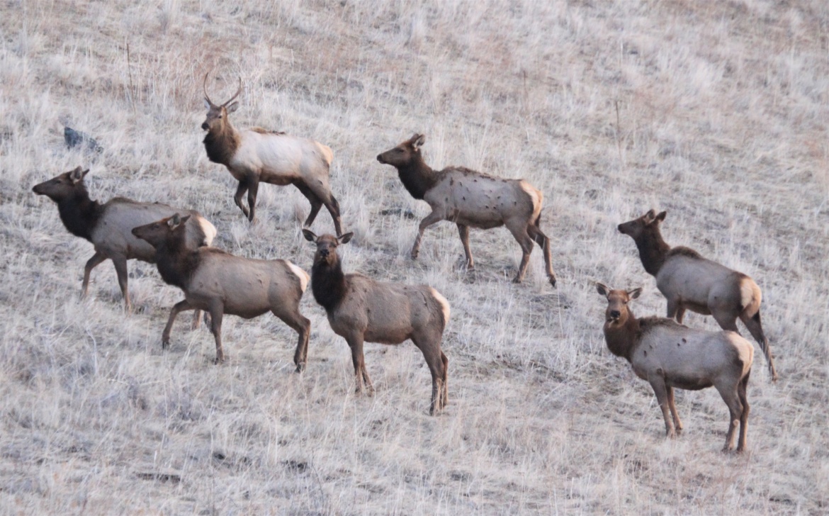Record Idaho Elk Harvest in 2015