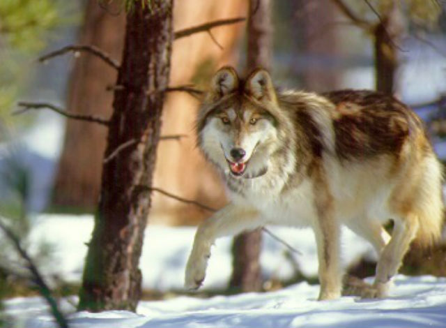 Protect The Wolves in Arizona