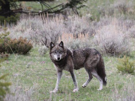 Protect Wolves in Colorado