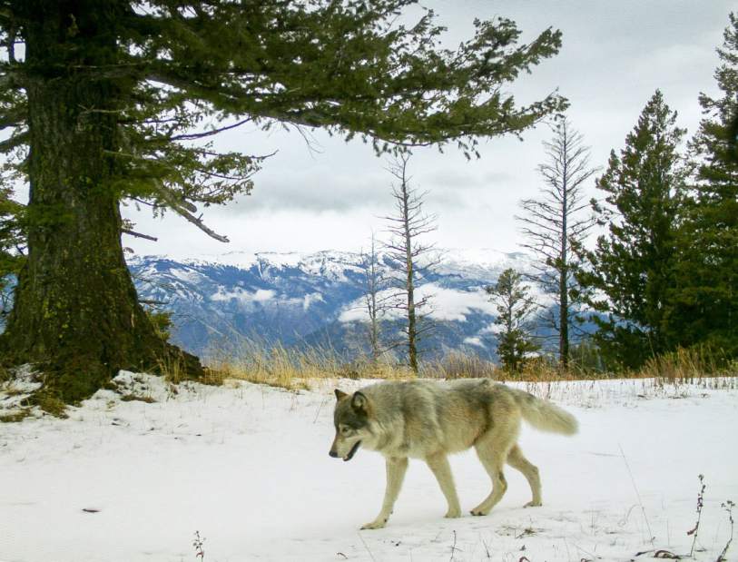Protect Oregon Wolves
