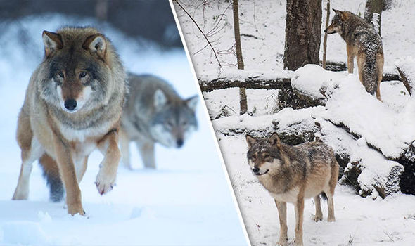 Protect Sweden Wolves
