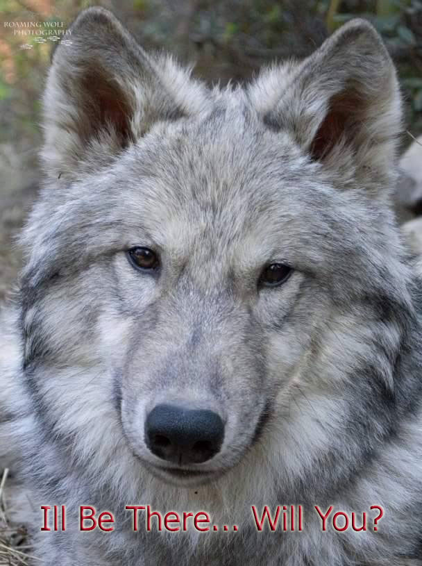 wolf, wolves, ban grazing allotments, protect the wolves, native american 501c3, native american religious voice for our wildlife