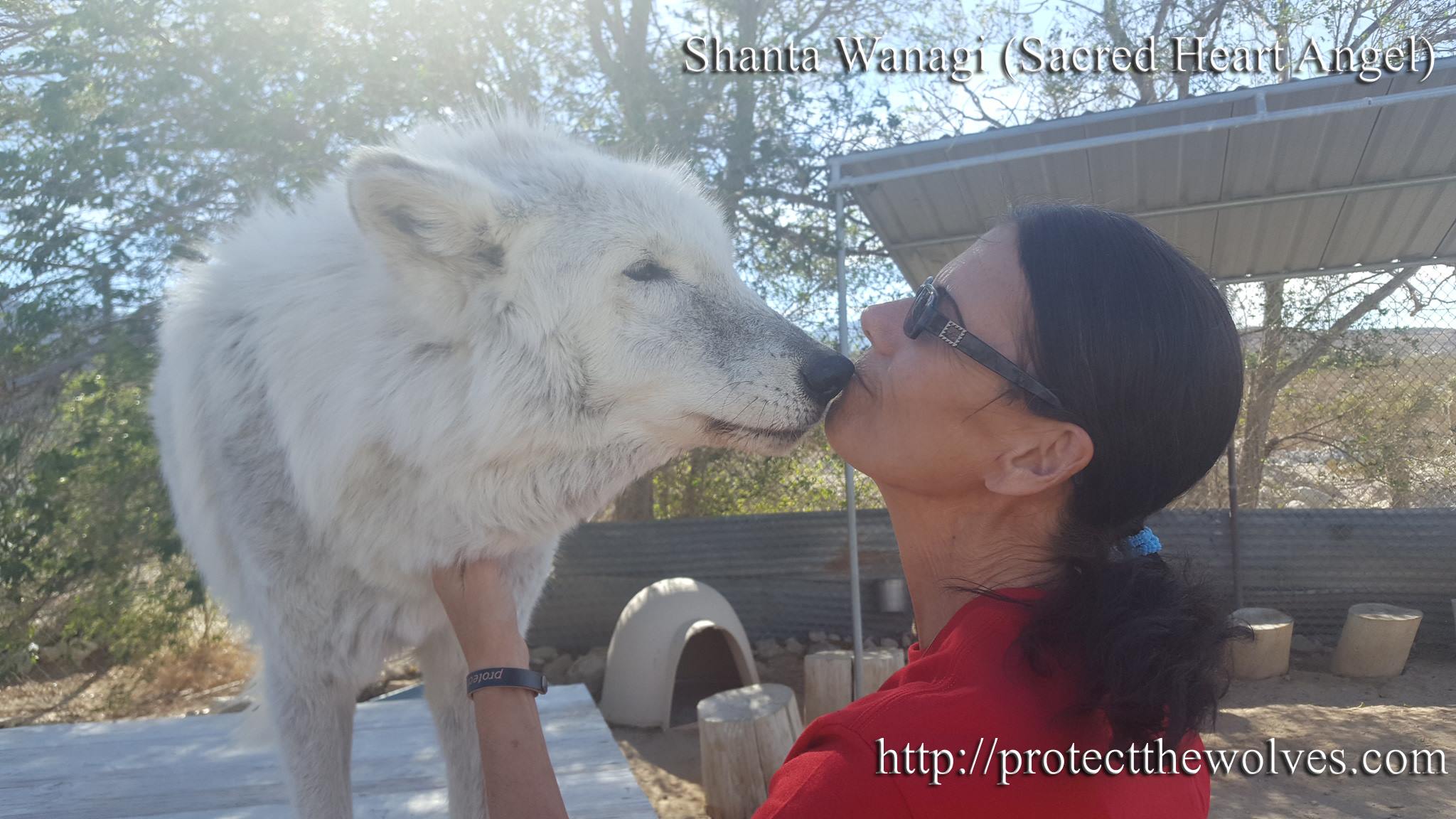 protect the wolves, wolves, wolf, native american religious nonprofit