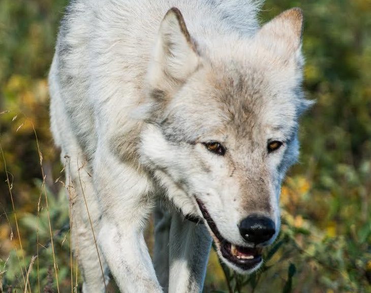 Protect Alaska Wolves, protect the wolves, wolves, wolf