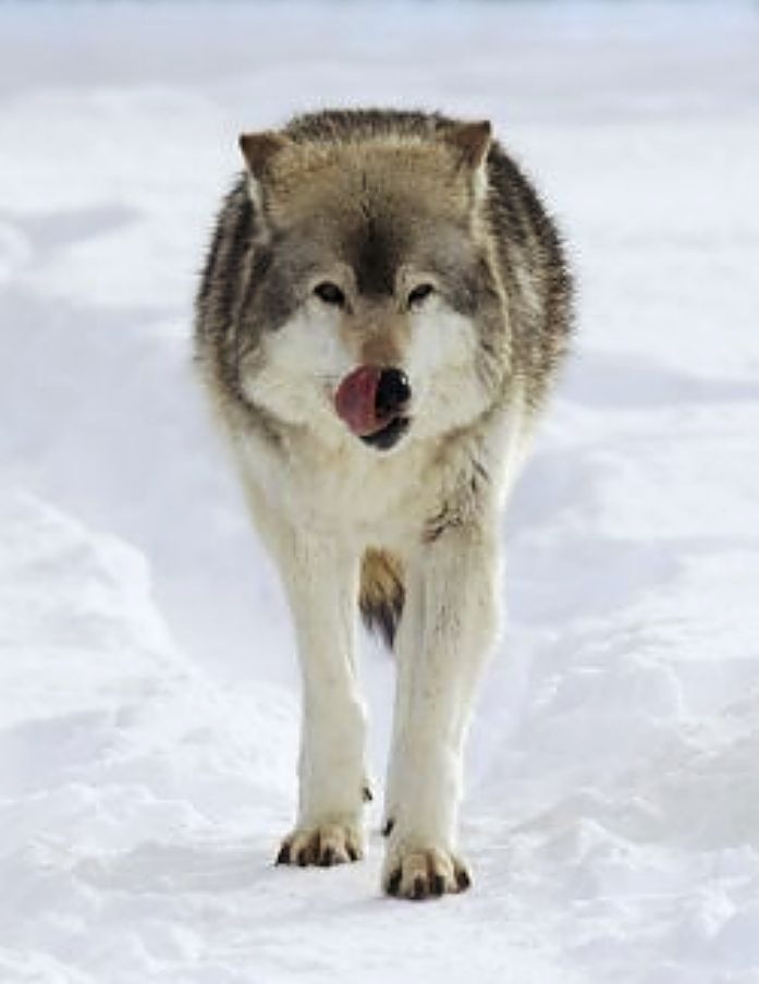protect wyoming wolves, Welfare ranchers, oppose welfare ranching not wolves