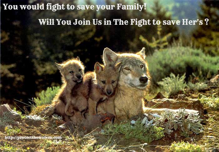 wolves, wolf, native american treaty rights, native american 501c3, protect the wolves