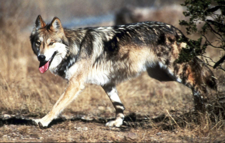 protect mexican gray wolves, protect the wolves, wolf, wolves