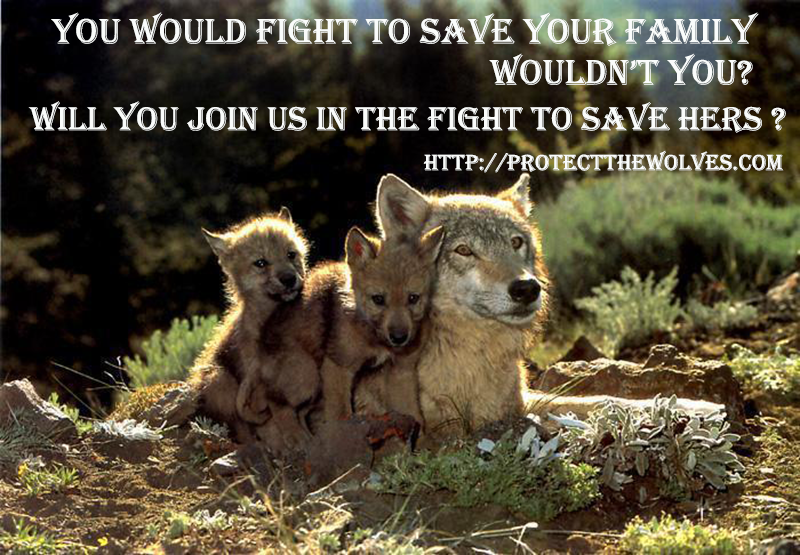 protect alaska wolves, protect the wolves, wolf, wolves