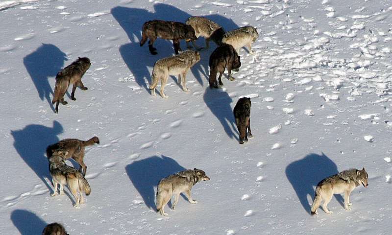 ban wolf killing contest, protect the wolves, wolves, wolf