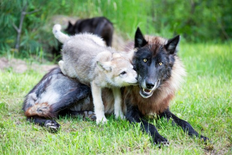 protect the wolves with the public trust doctrine