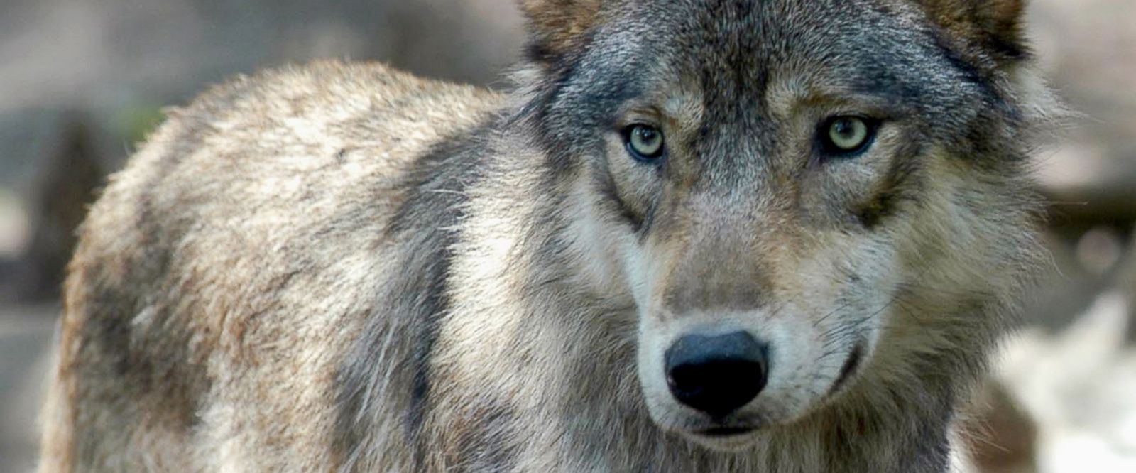 protect the wolves, wolves, wolf, oppose welfare ranching