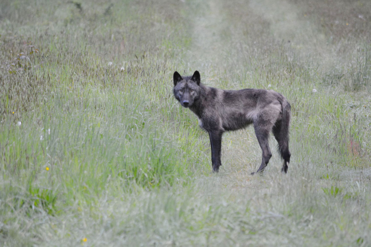 protect washington wolves, protect the wolves