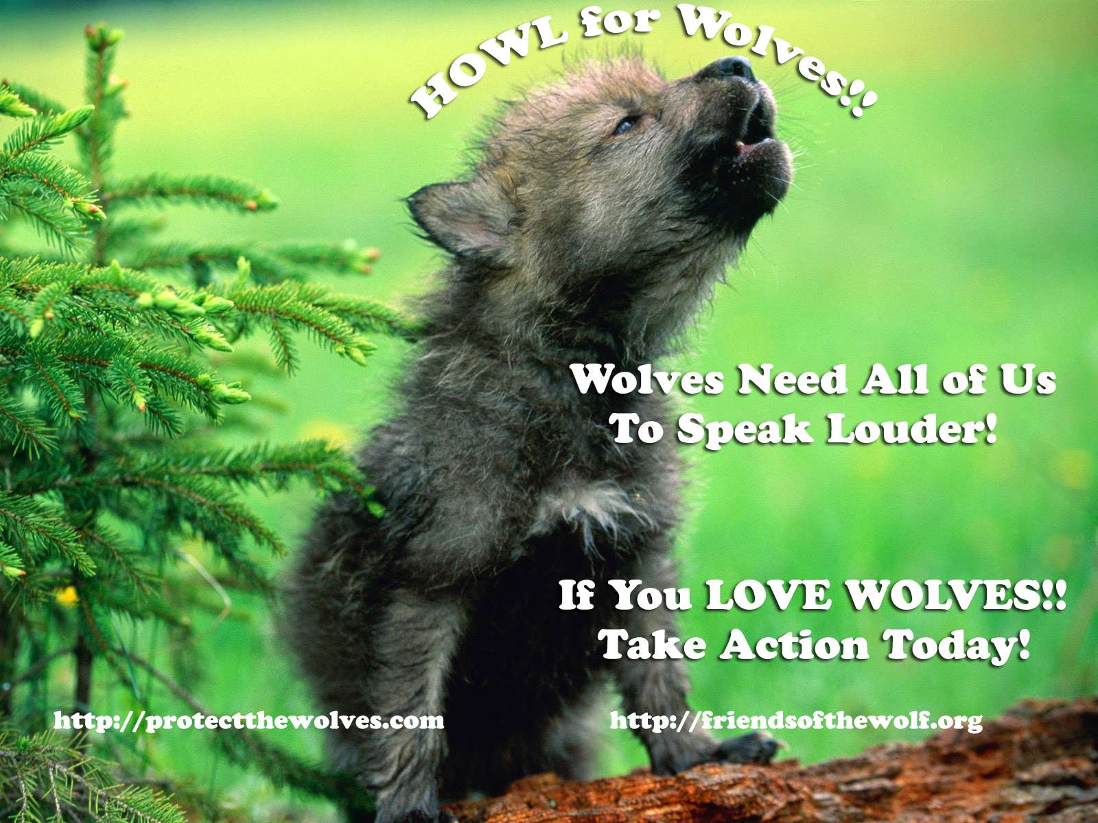 profanity peak pack, protect washington wolves, protect the wolves, wolves, wolf