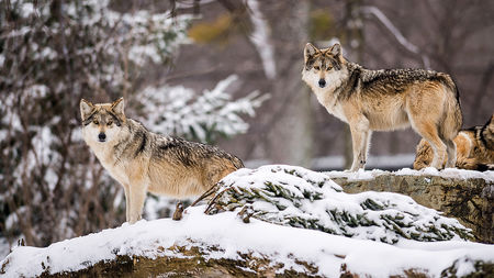 silverback wolf habitat