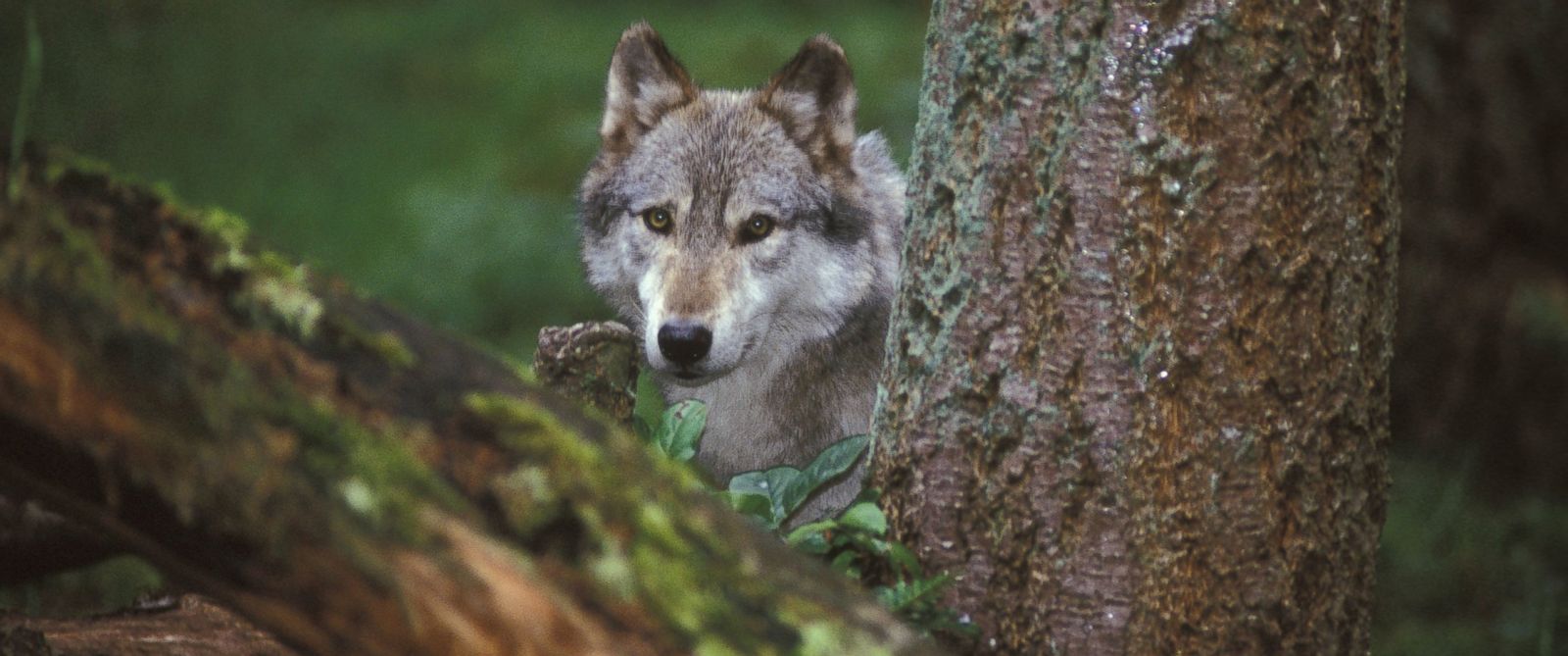 protect yellowstone wolves, sacred resource protection zone