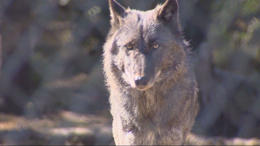 washington wolves poached, protect the wolves