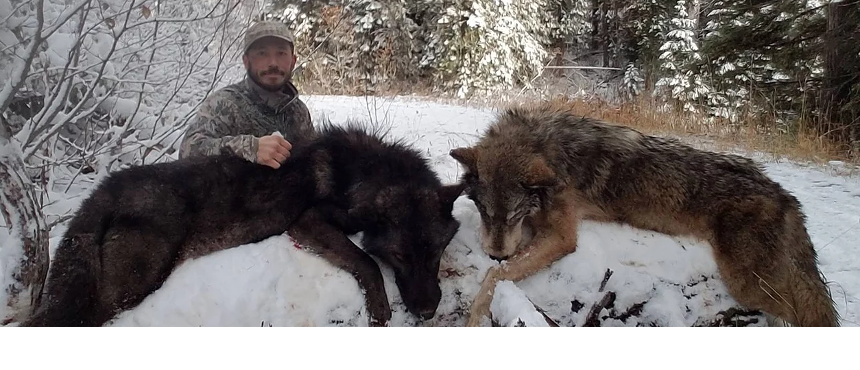 protect idaho wolves, protect the wolves, sacred resource protection zone