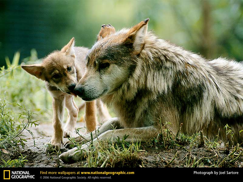 protect the wolves, protect mexican gray wolves