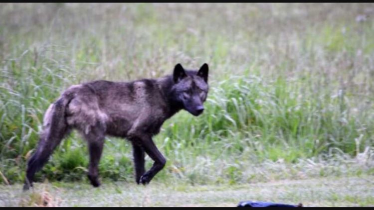 protect the wolves, profanity peak pack, WDFWs needless slaughter, Joel Kretz
