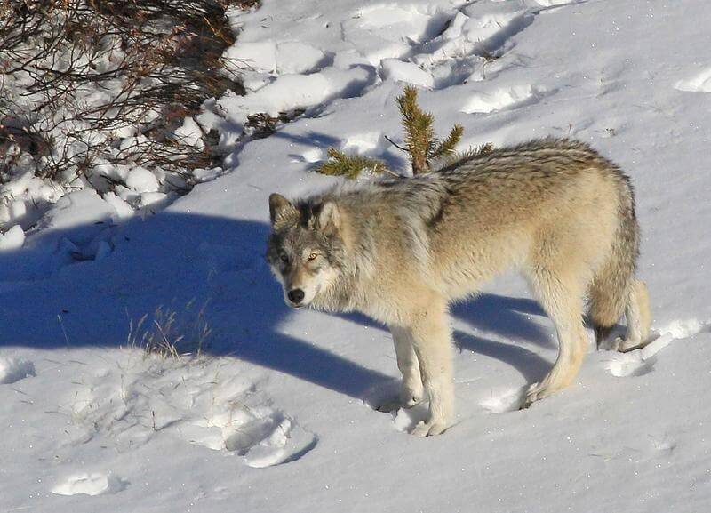 sacred resource protection zone, yellowstone wolves, protect the wolves