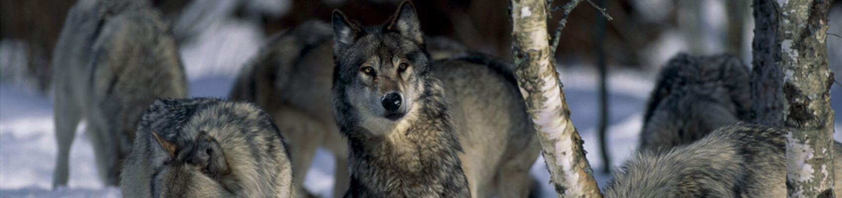 conservation, protect the wolves