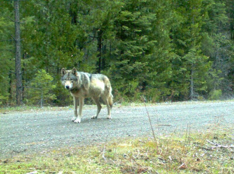 OR7 Wolf Can the Legendary Border Crosser Save His Endangered Species? Protect The Wolves™