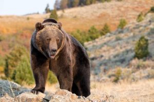 Stop the grizzly hunt, Protect Sacred Grizzly, sacred resource protection zone
