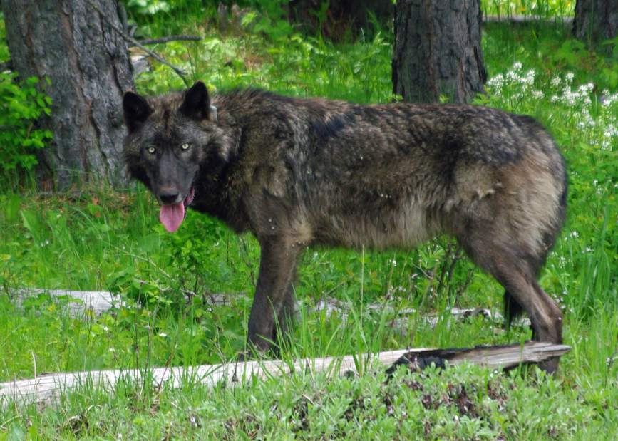 Or7, protect oregon wolves, oppose welfare ranchers