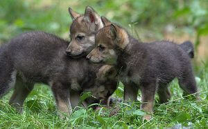 protect the wolves, ban grazing allotments