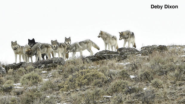 protect the wolves, sascred resource protection zone, yellowstone wolves